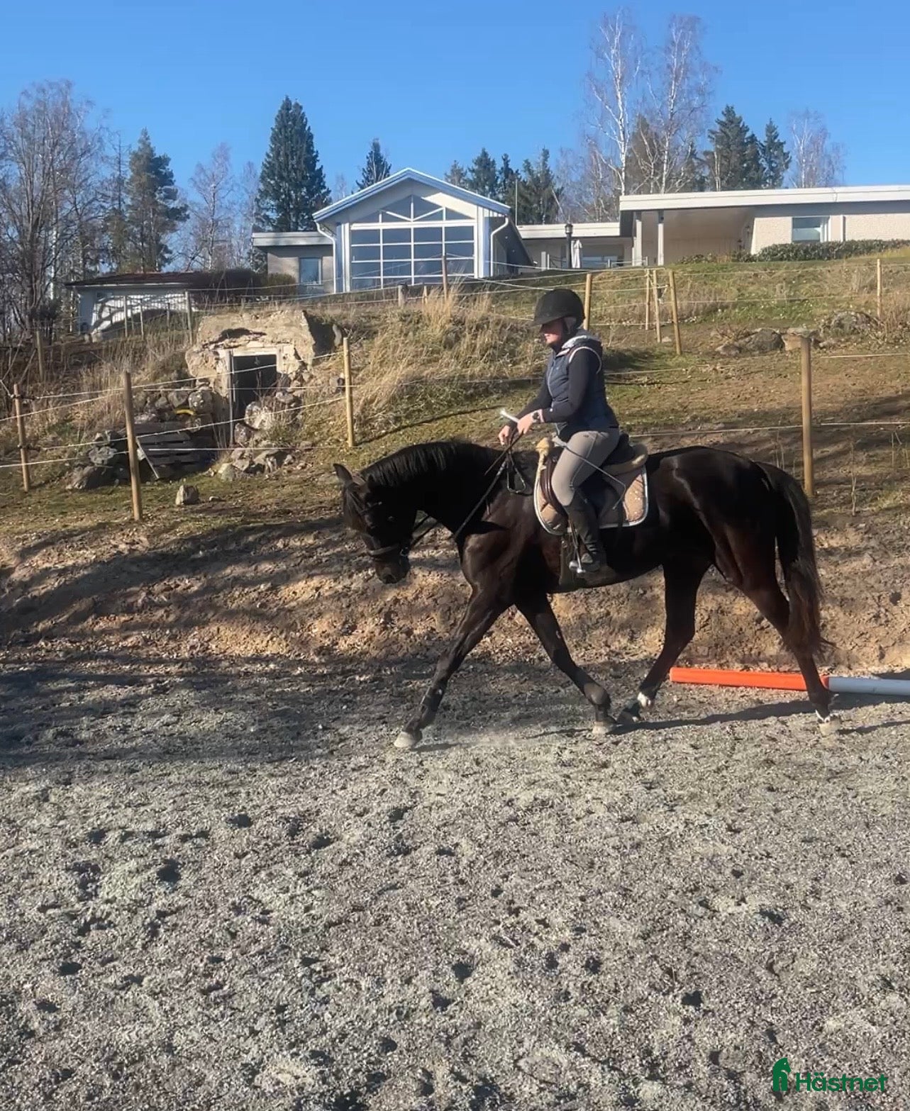  hästar Intelligent maffigt framtida dressyrsto - Annons 19