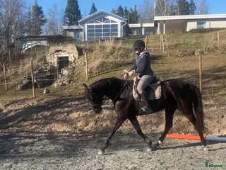 hästar Intelligent maffigt framtida dressyrsto - Annons 19