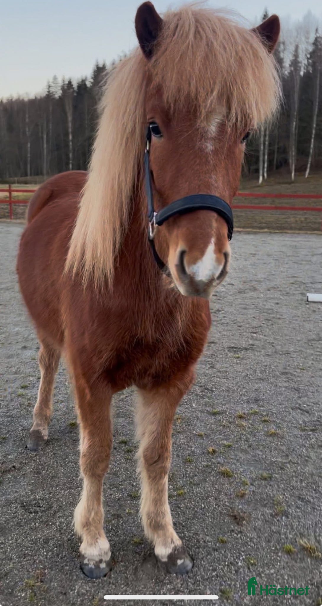  hästar Fjalar från Näset - Annons 4