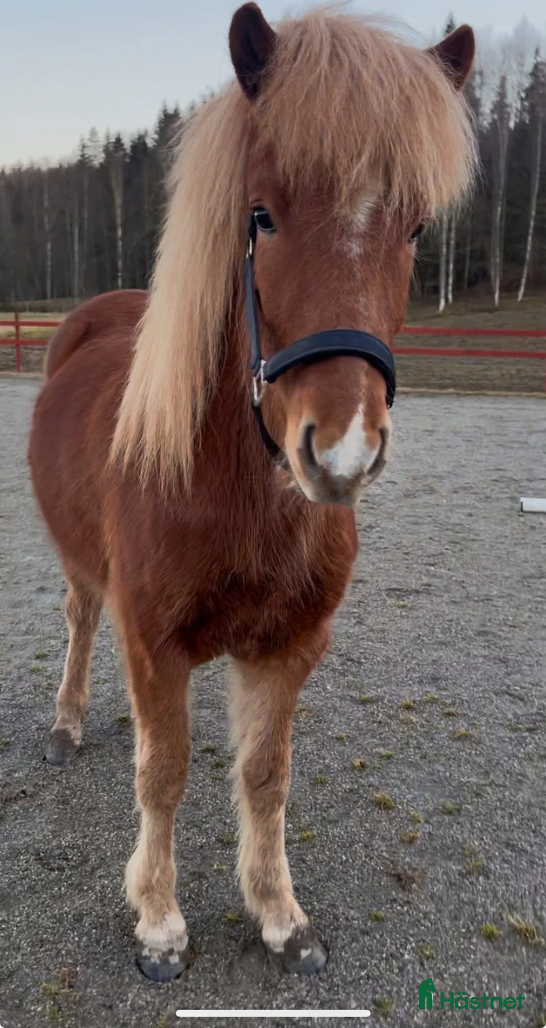 Island hästar till salu: Fjalar från Näset - Annons 1