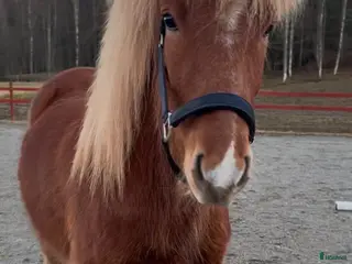 hästar Fjalar från Näset - Annons 4