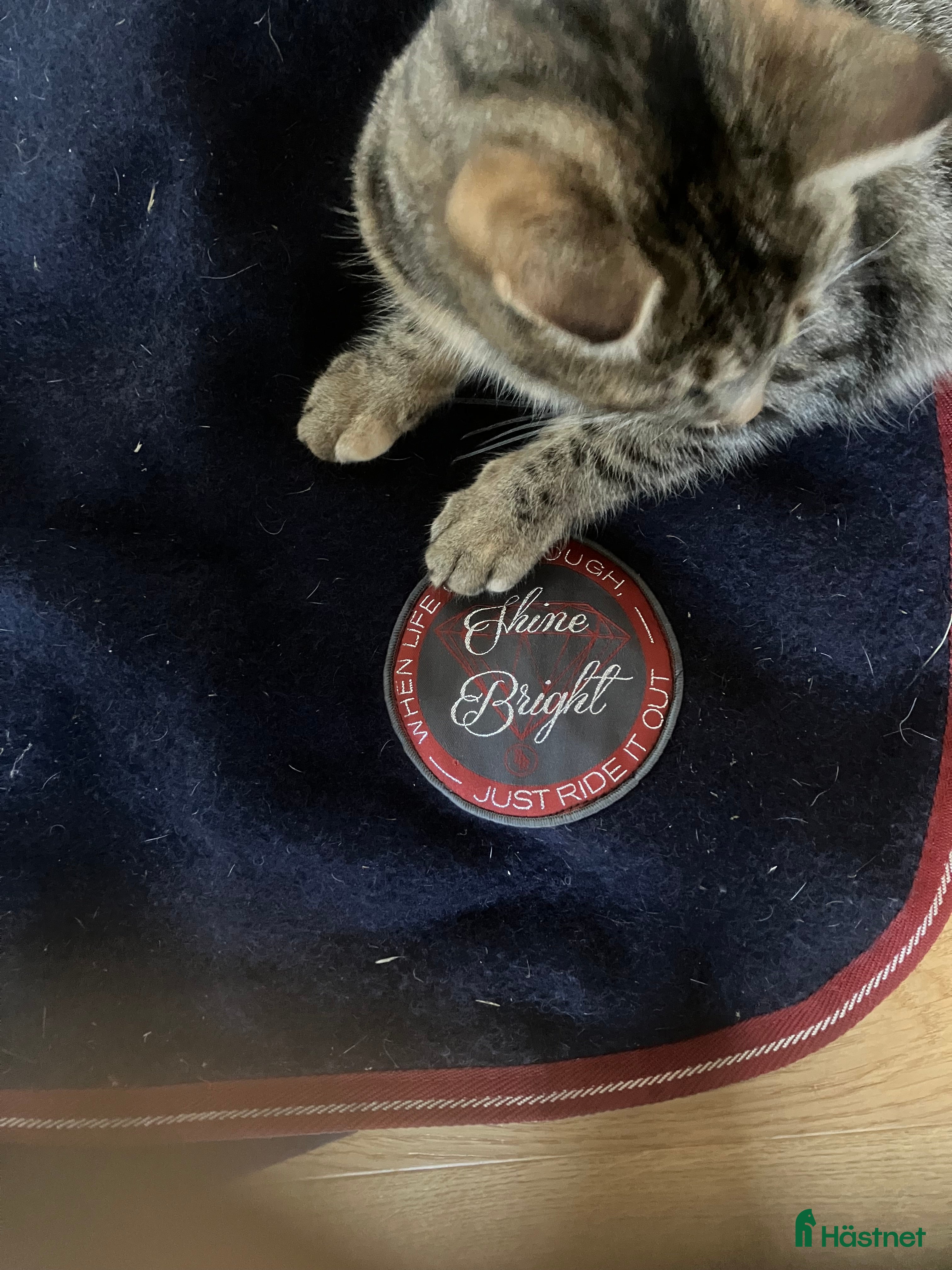 Täcken hästutrustning till salu: Div täcken i Värnamo - Annons 17