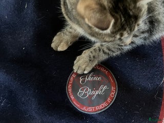 Täcken hästutrustning till salu: Div täcken i Värnamo - Annons 17