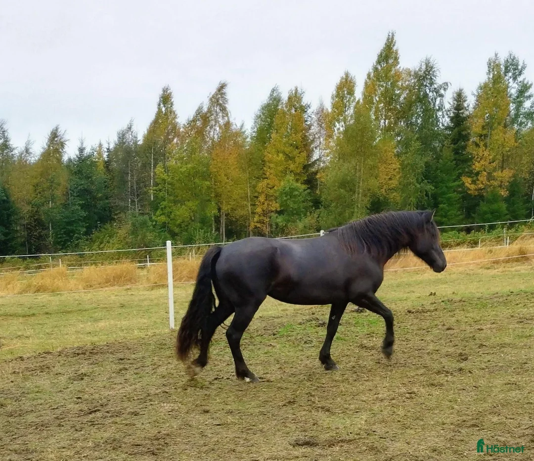 Allround hästar till salu: Kallblodssto 5 år  - Annons 4