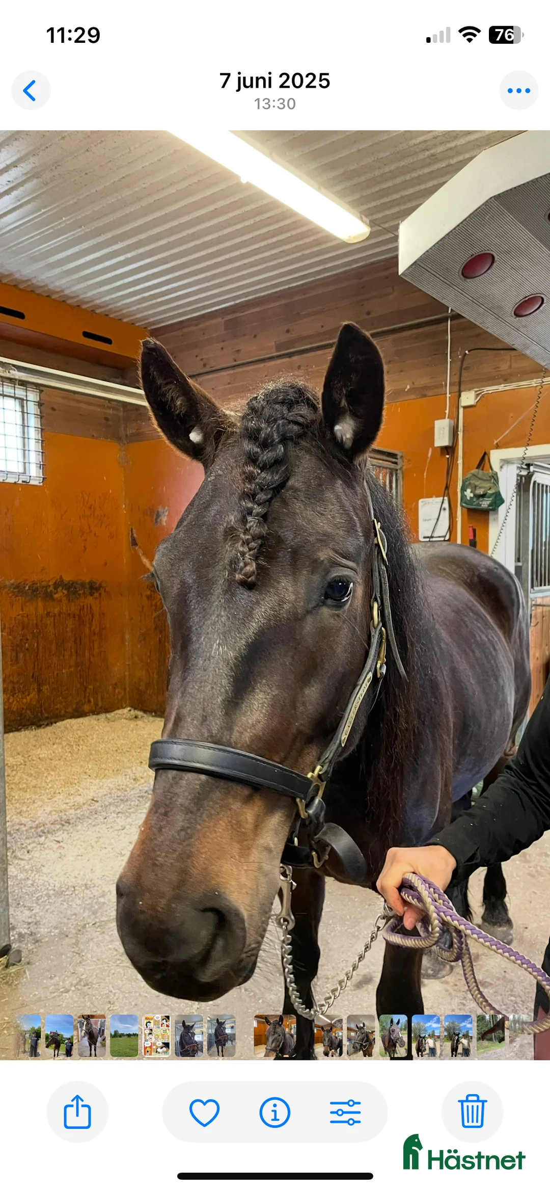 Trav hästar till salu: Nya bilder på Vännfors Frökna  i Vännäs - Annons 2