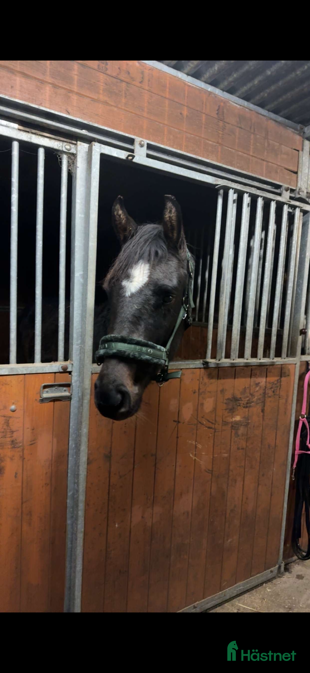 Hoppning hästar till salu: Unghäst med stor potential  i Tomelilla - Annons 4