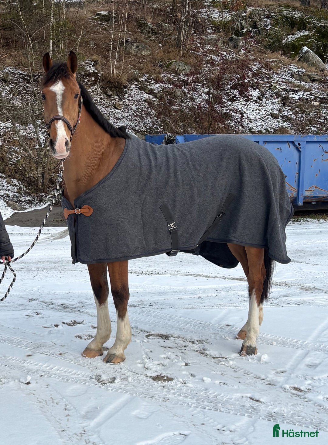 Täcken hästutrustning till salu: Finaste ulltäcket i Tyresö - Annons 2
