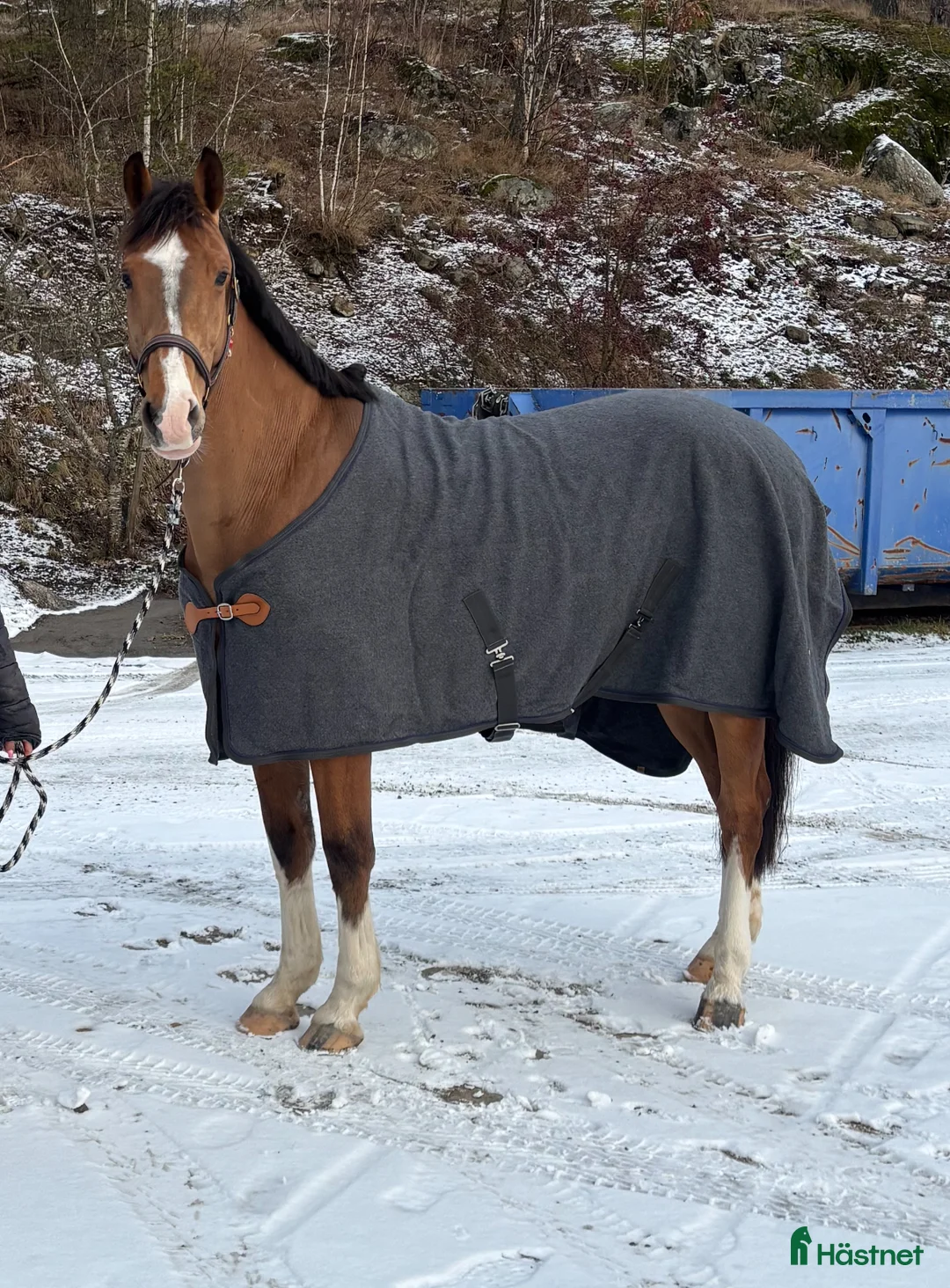 Täcken hästutrustning till salu: Finaste ulltäcket i Tyresö - Annons 2