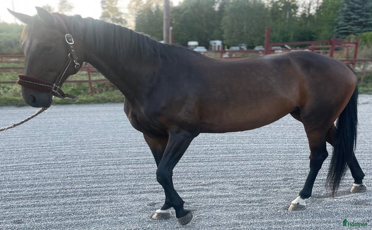  hästar i Huddinge - Annons 1