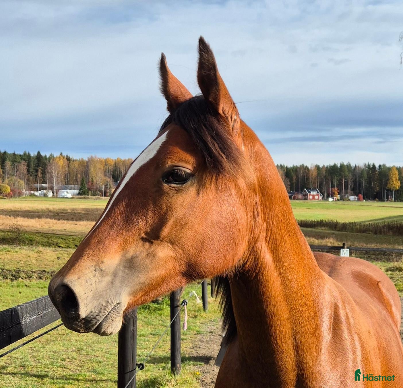  hästar Vackert korsnings sto - Annons 1