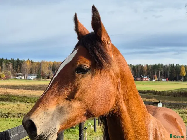 hästar till salu: Vackert korsnings sto - Annons 1