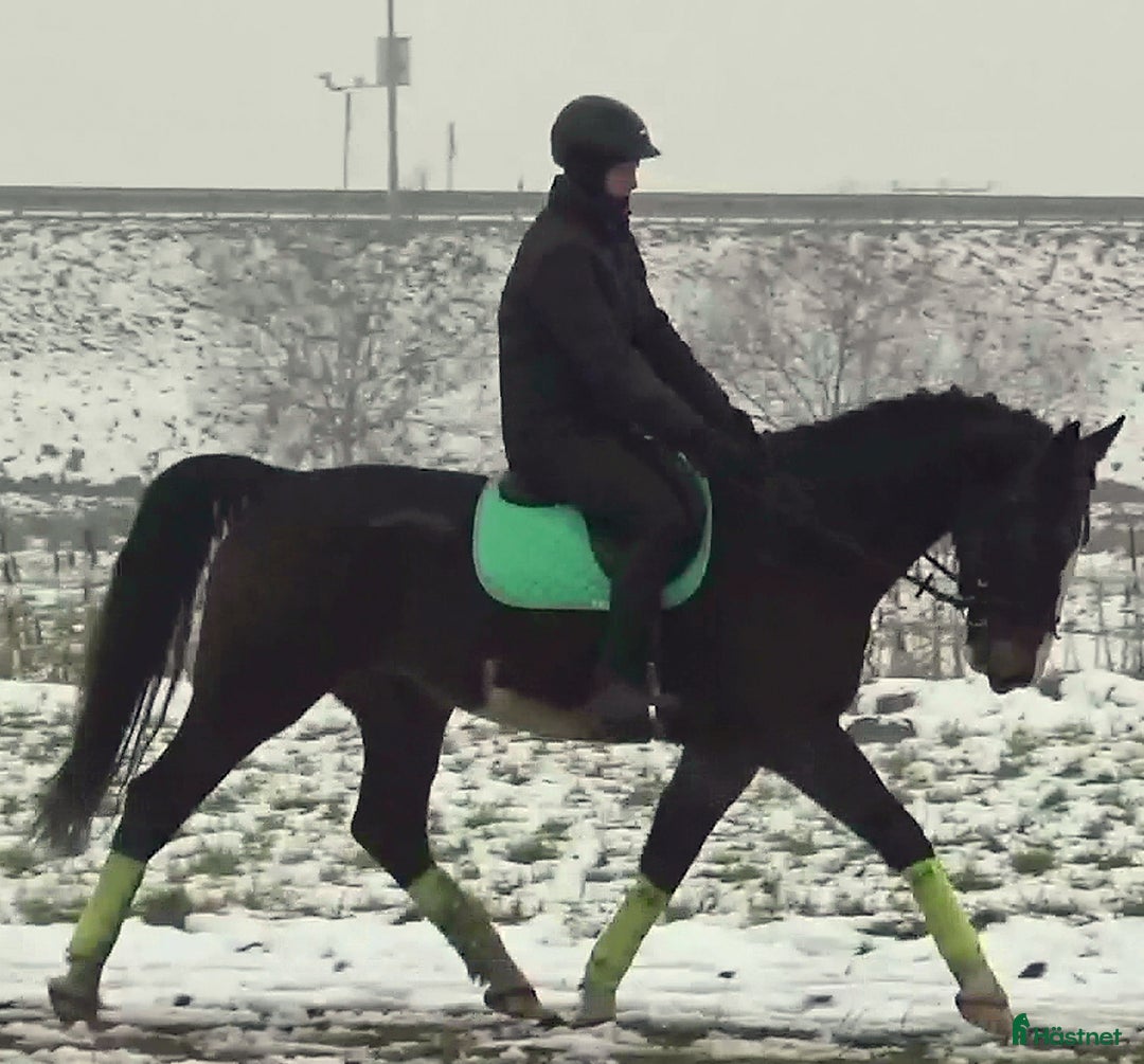 Allround hästar till salu: Dressage/driving Star with 4 white socks i Örsundsbro - Annons 10