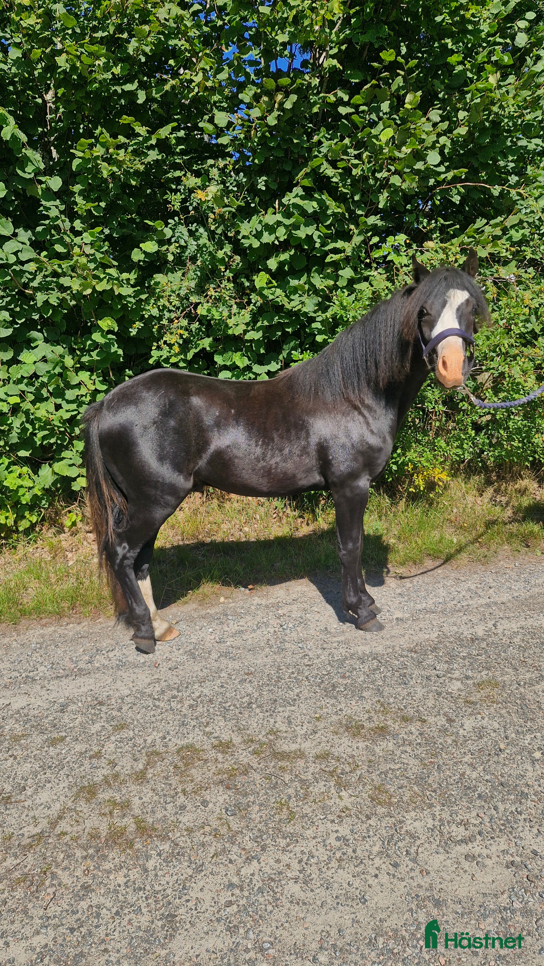  hästar Welshponny i Varberg - Annons 21