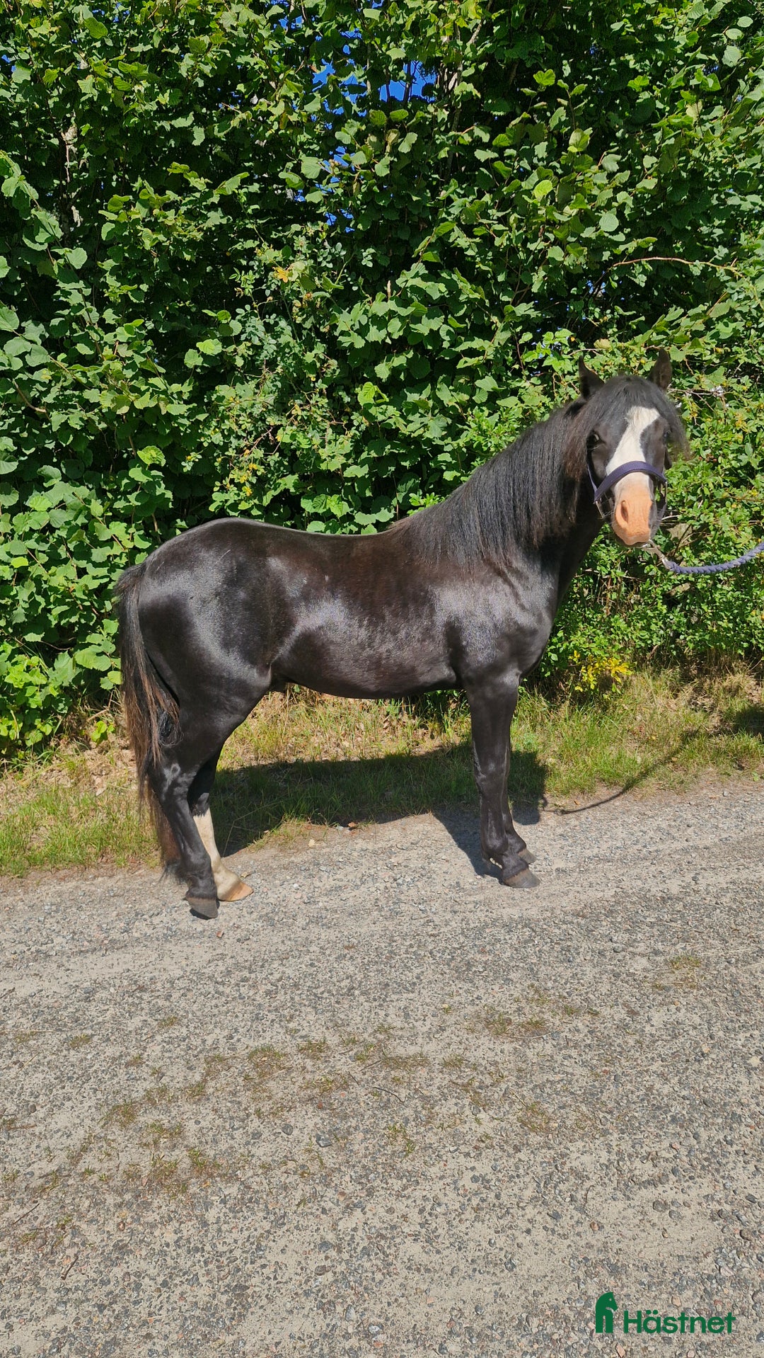 Allround hästar till salu: Welshponny i Varberg - Annons 1