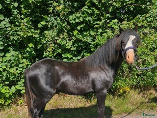 Allround hästar till salu: Welshponny i Varberg - Annons 1