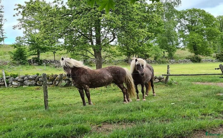  hästar i Långås - Annons 12