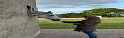 stallplats finnes: Stallplats Båstad  i Båstad - Annons 1