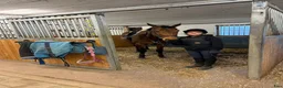 Allround hästar sökes: Söker medryttarhäst  i Mariestad - Annons 1