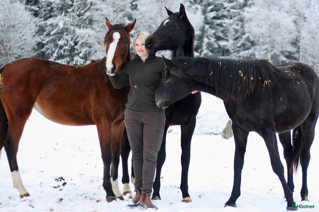 Galleribild {{count}}