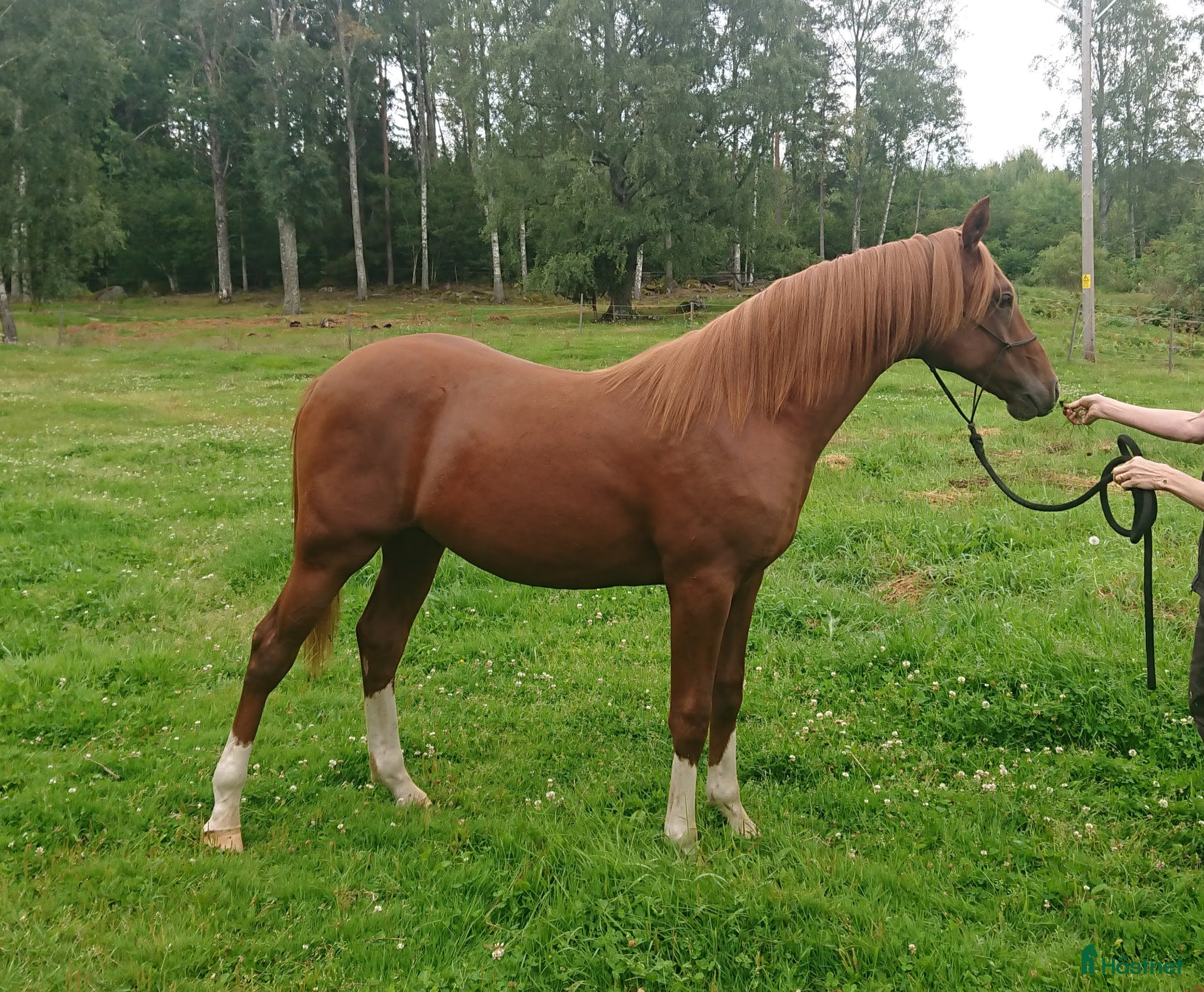  hästar Stor och snygg 1-åring i Malmköping - Annons 6