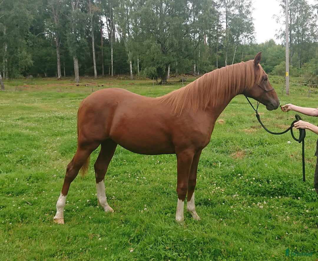 Allround hästar till salu: Stor och snygg 1-åring i Malmköping - Annons 1