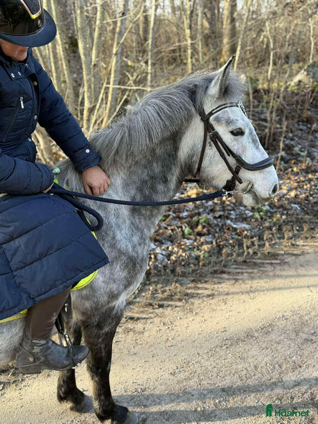 Allround hästar till salu: Svenskfödd, riden, supersnäll 3-åring med fin stam i Fjärdhundra - Annons 5