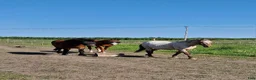  stallplats finnes: Lösdriftsplats i närheten av Bälinge  - Annons 5