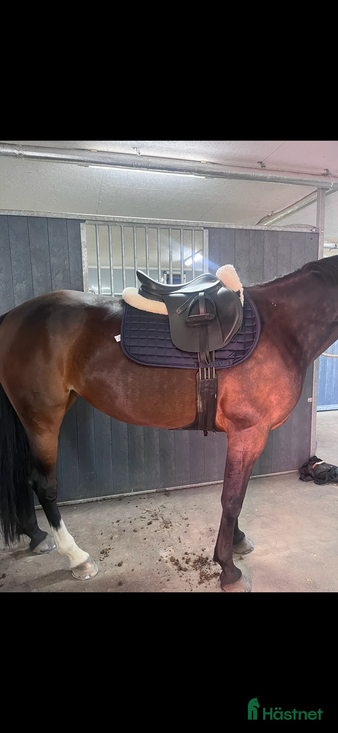 Sadlar hästutrustning till salu: LIPPO ALLROUND GP SADEL i Upplands Väsby - Annons 7