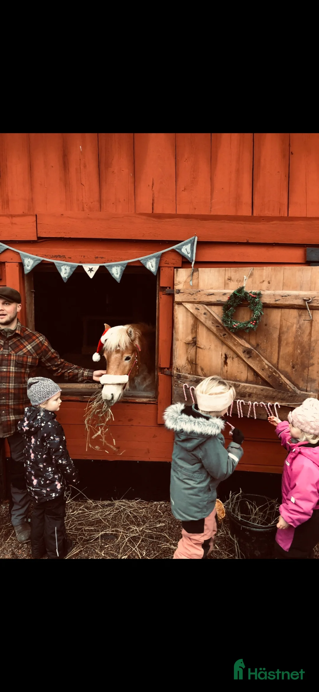  stallplats finnes: Lösdrift med tillgång till box - Annons 2