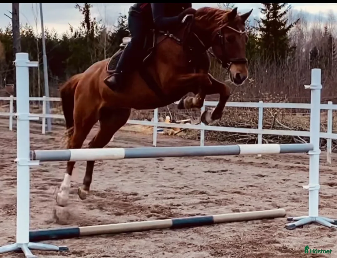 Hoppning hästar sökes: Söker storhäst  - Annons 2