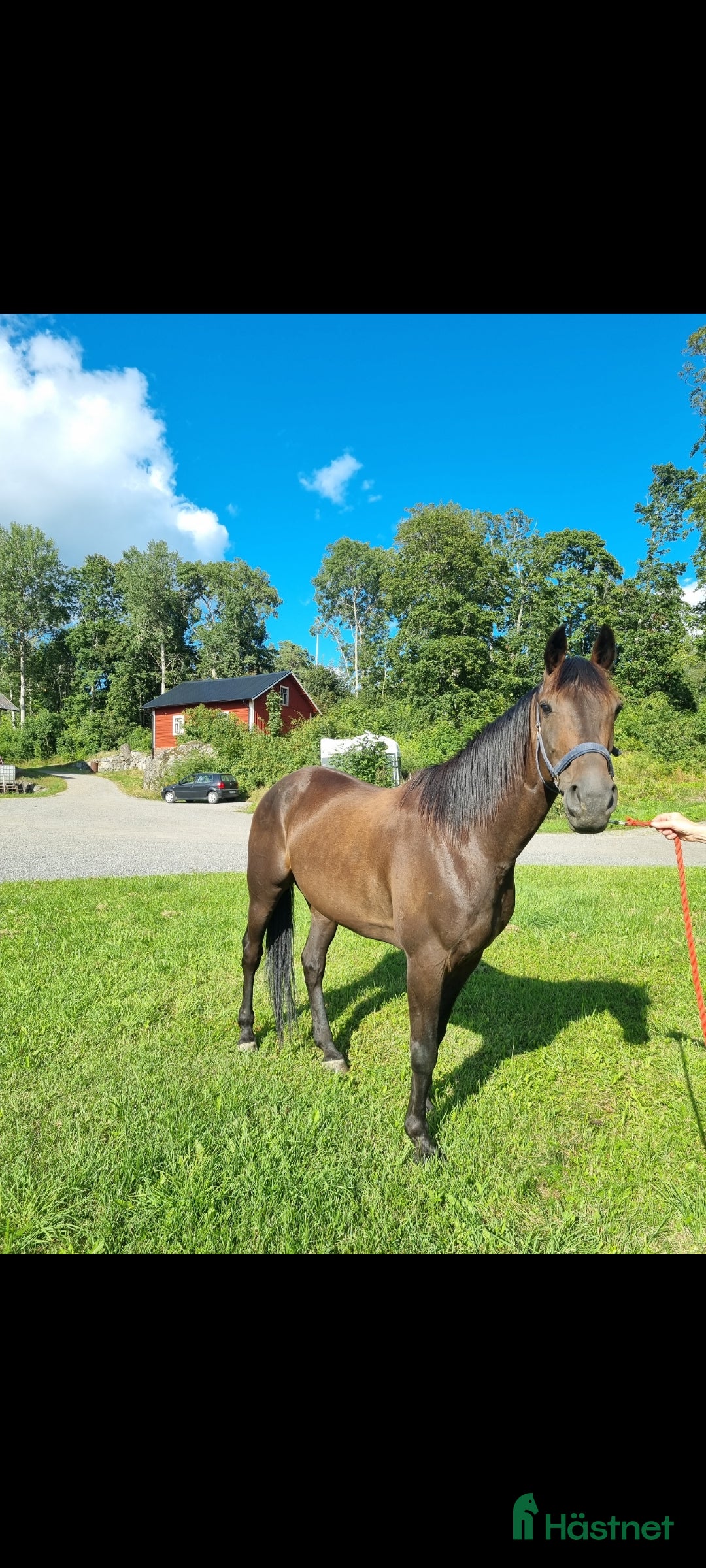 Allround hästar till salu: Till salu i Sorunda - Annons 3