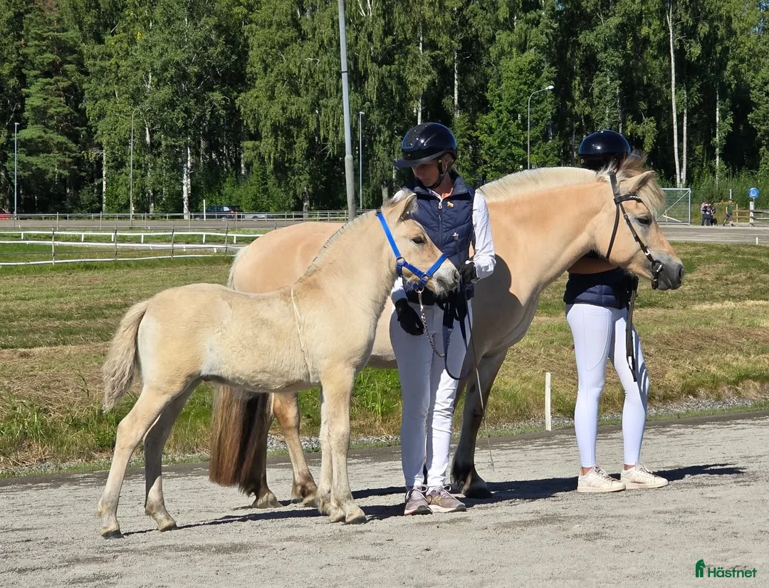 Allround hästar till salu: Socialt hingstföl - Annons 2