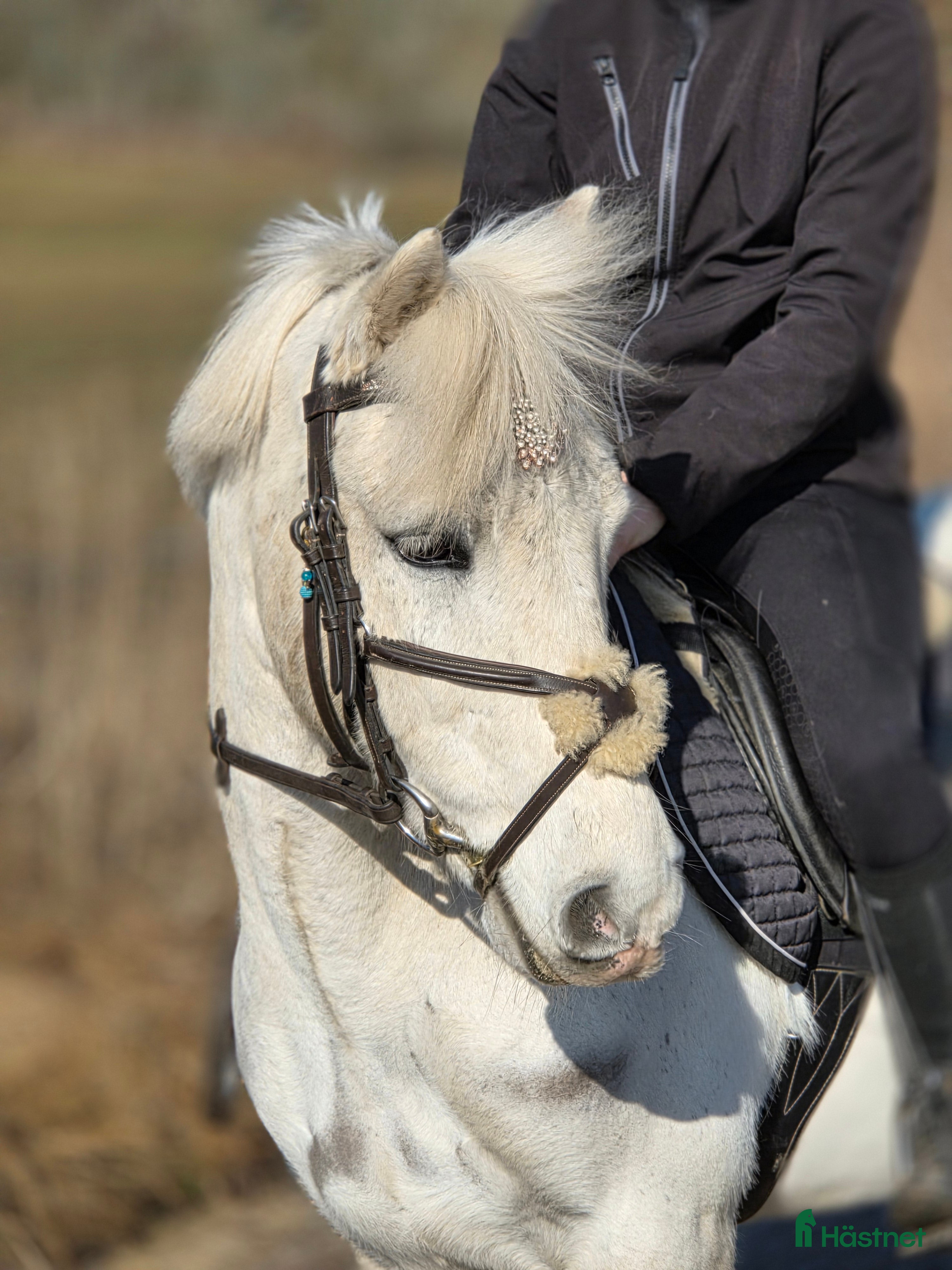  hästar Supersöt Tävlingsponny - Annons 4