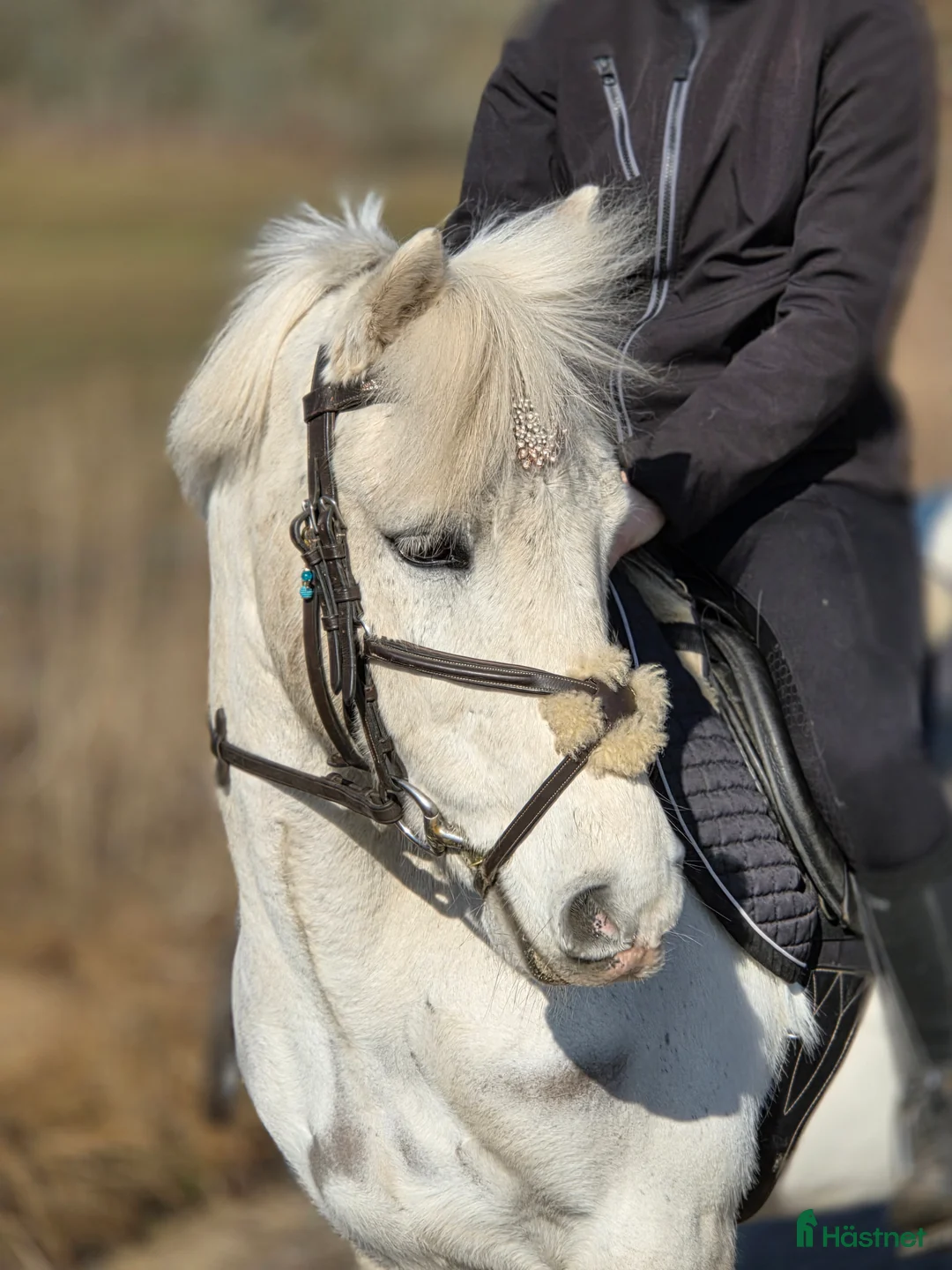 Allround hästar till salu: Supersöt Tävlingsponny - Annons 1