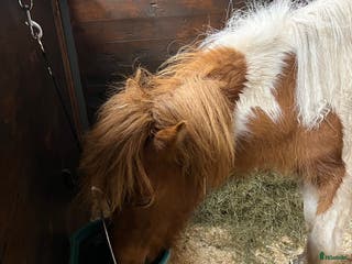 hästar Fint sto född -2024 i Hammarö - Annons 2