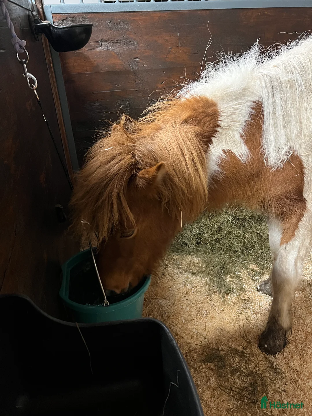 Island hästar till salu: Fint sto född -2024 i Hammarö - Annons 1