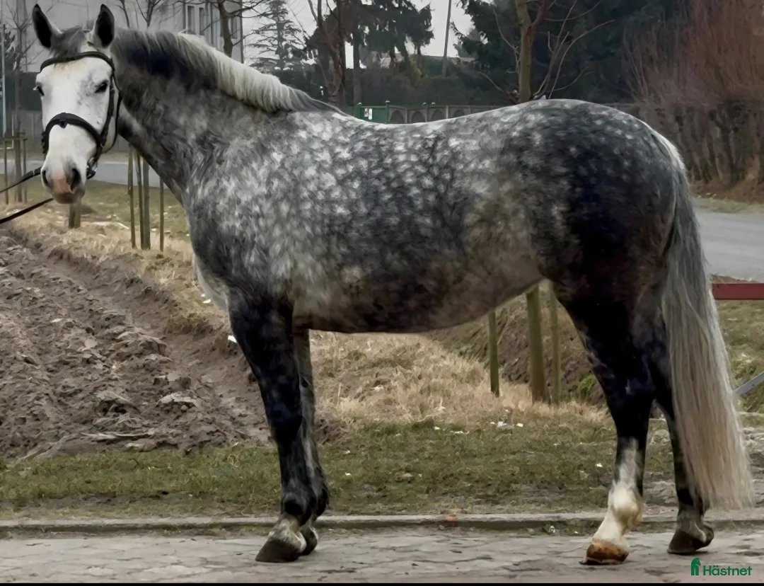 Allround hästar till salu: Incredible looking Allrounder for New Year - Annons 8