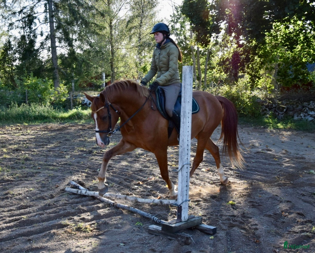  hästar Pojken med skinn på mulen - Annons 18