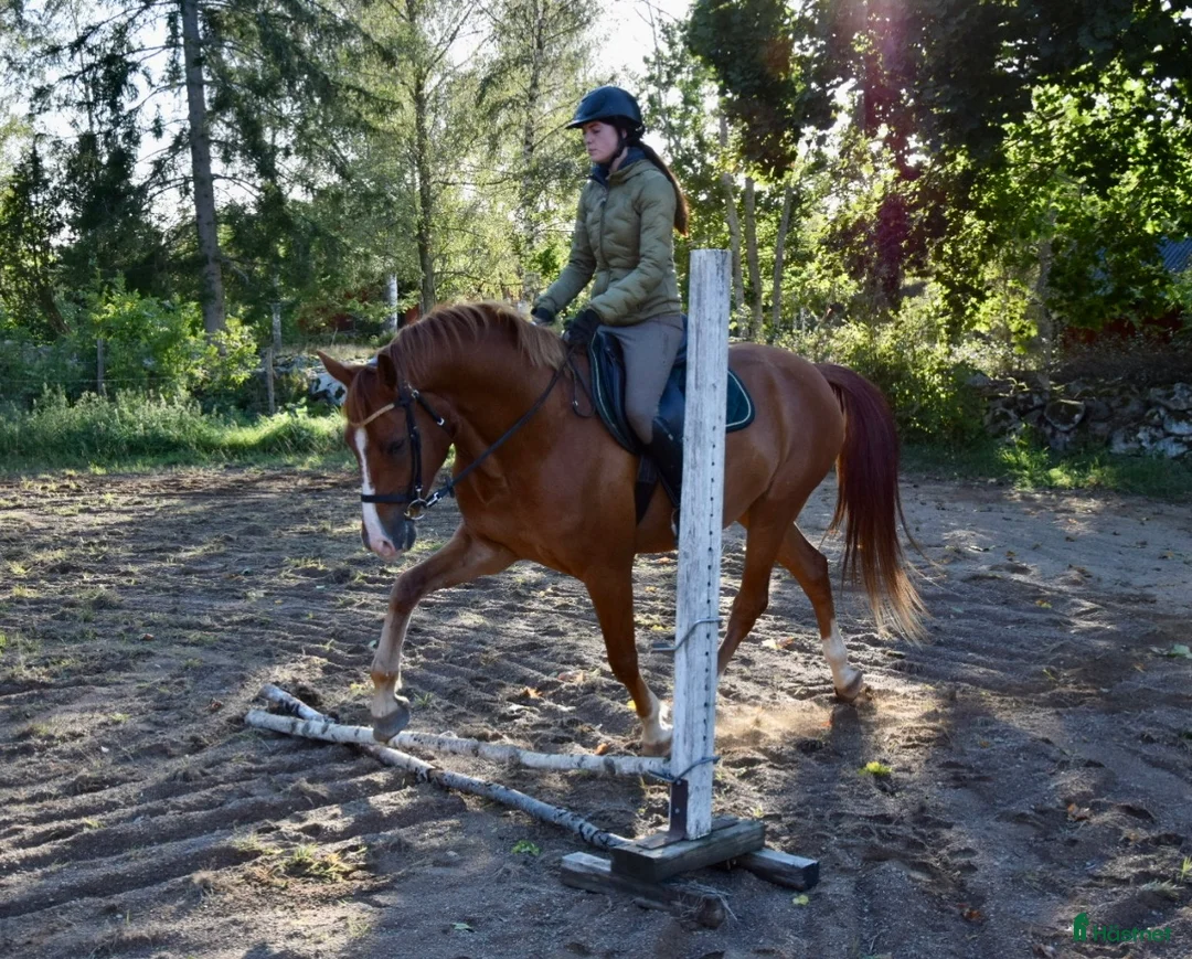 Övrigt hästar till salu: Pojken med skinn på mulen i Väckelsång - Annons 1