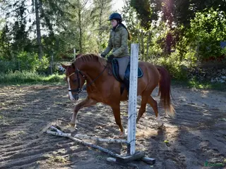 hästar Pojken med skinn på mulen - Annons 18