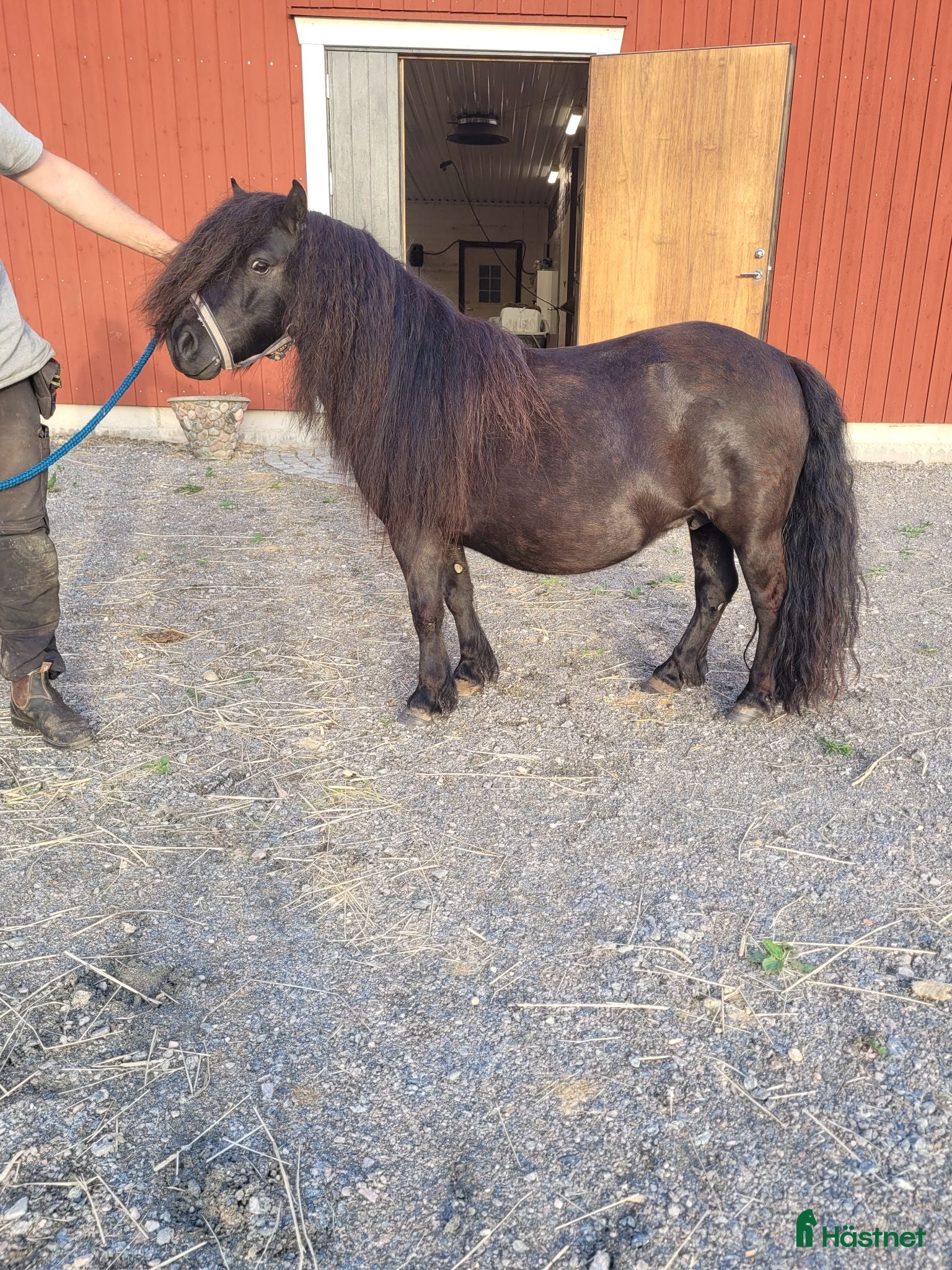 hästar Avelssto  - Annons 12