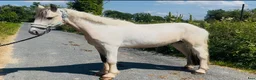 Allround hästar till salu: Ride & Drive gelding  - Annons 5