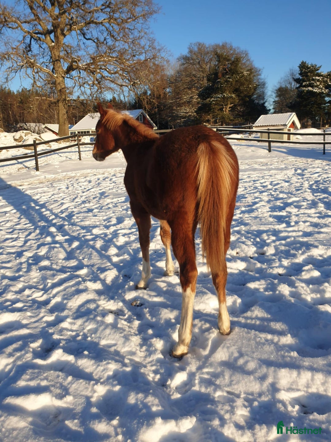 Western hästar till salu: Pleasure avlad ett årigt sto i Uppsala - Annons 4