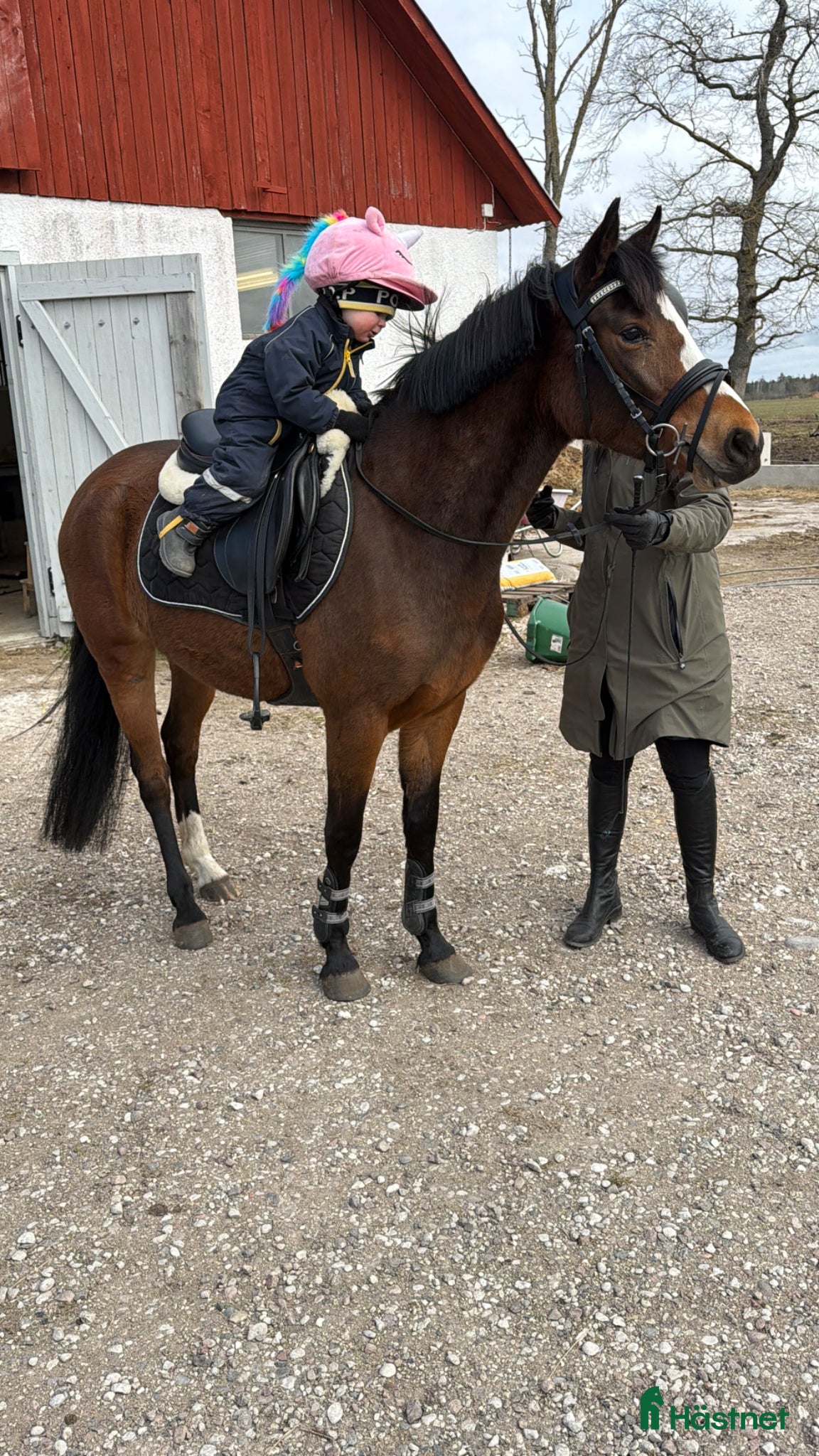  hästar 🌟 Vackert D-ponny sto med utstrålning 🌟 - Annons 2