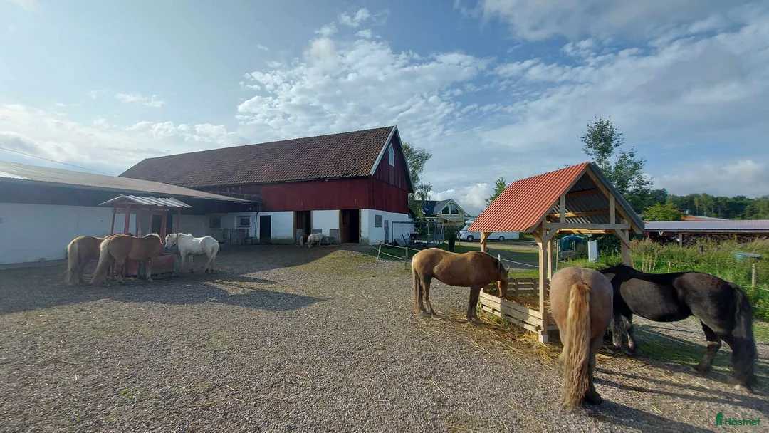  stallplats finnes: Lösdriftsplats i Sjuntorp - Annons 1