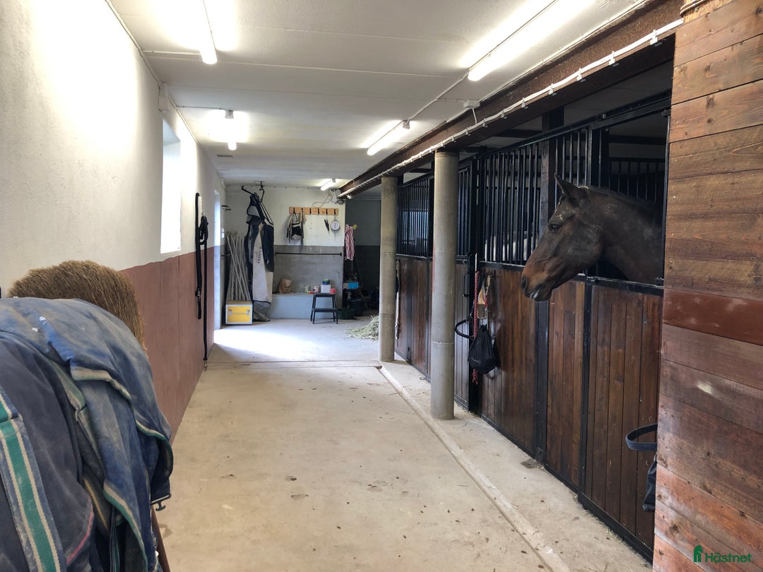  stallplats finnes: Plats i lösdrift i Vittinge - Annons 2