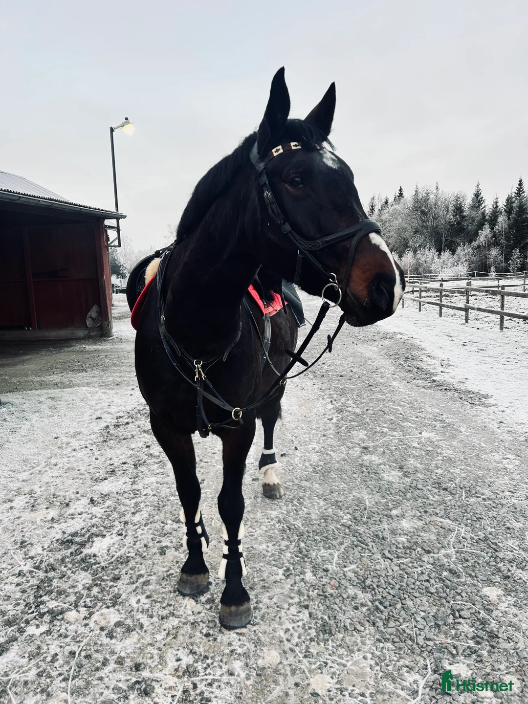 Allround hästar till salu: En häst med utstrålning  - Annons 2