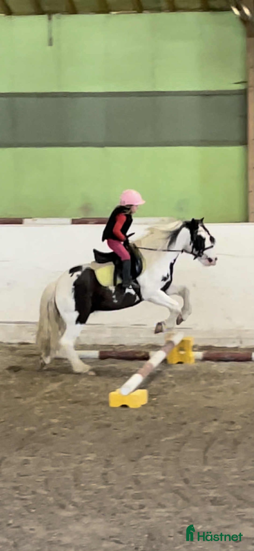  foderhäst finnes: stor B ponny i Åmål - Annons 2