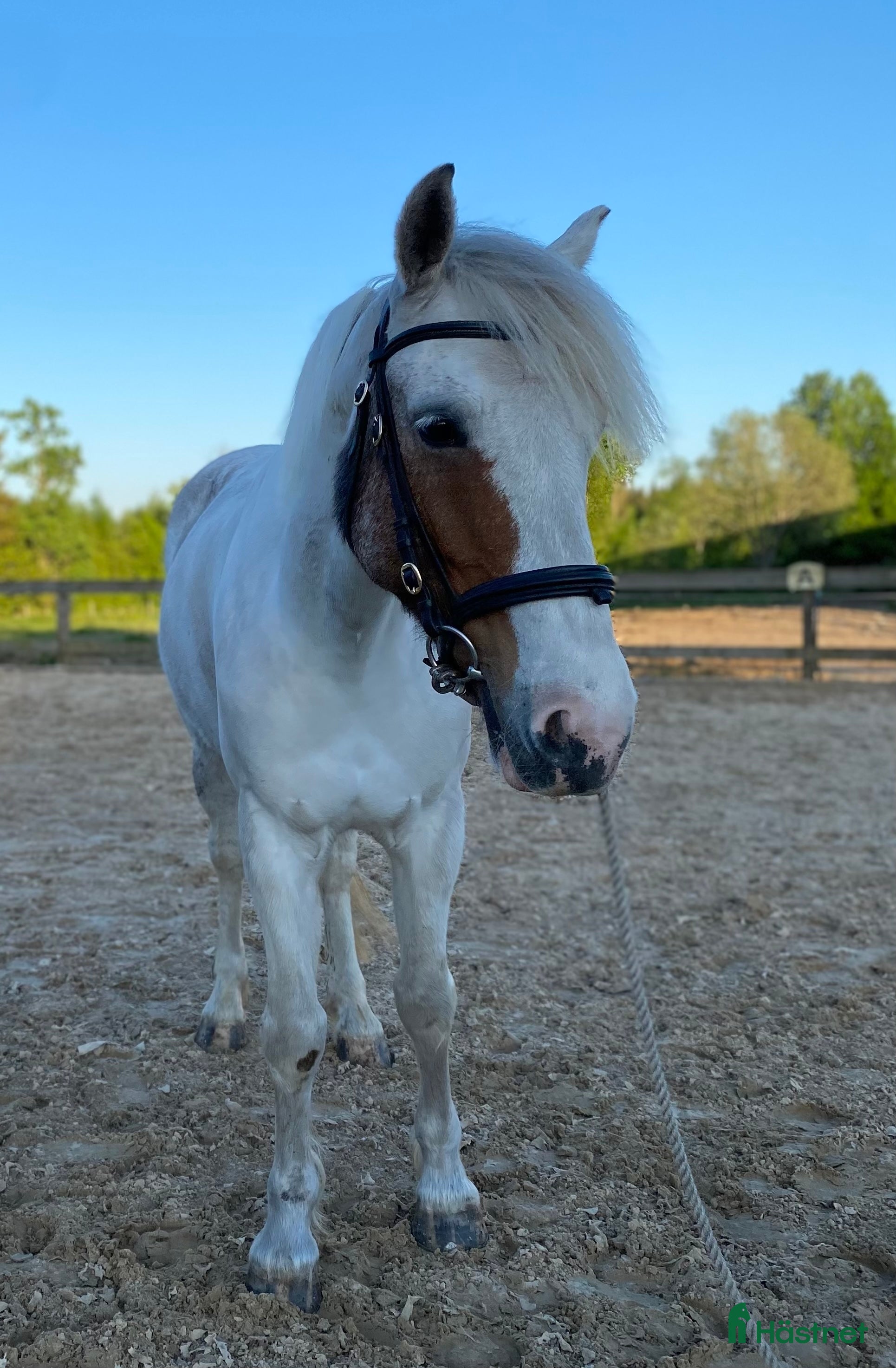  hästar Snäll, liten D-ponny söker hem - Annons 1