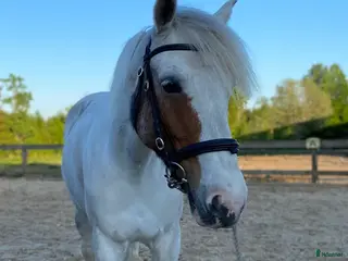 hästar Snäll, liten D-ponny söker hem - Annons 1